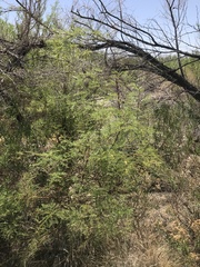 Prosopis pubescens
