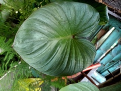Philodendron hederaceum