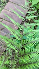 Athyrium niponicum