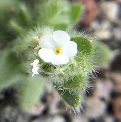 Cryptantha affinis
