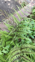 Athyrium niponicum
