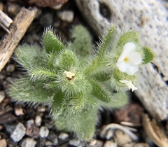 Cryptantha affinis