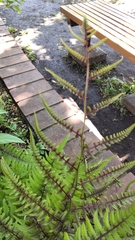 Athyrium niponicum