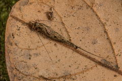 Nesomachilis