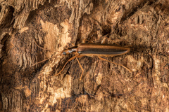 Thelyphassa lineata
