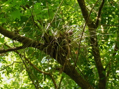 Tillandsia bartramii