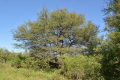 Prosopis alba