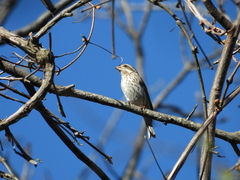 Haemorhous purpureus