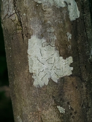 Graphis furcata