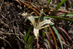 Iris tenuissima