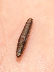 Lipographis fenestrella