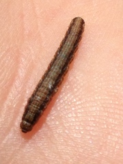 Lipographis fenestrella