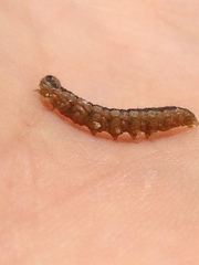 Lipographis fenestrella