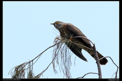 Hierococcyx sparverioides