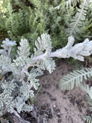 Artemisia pycnocephala