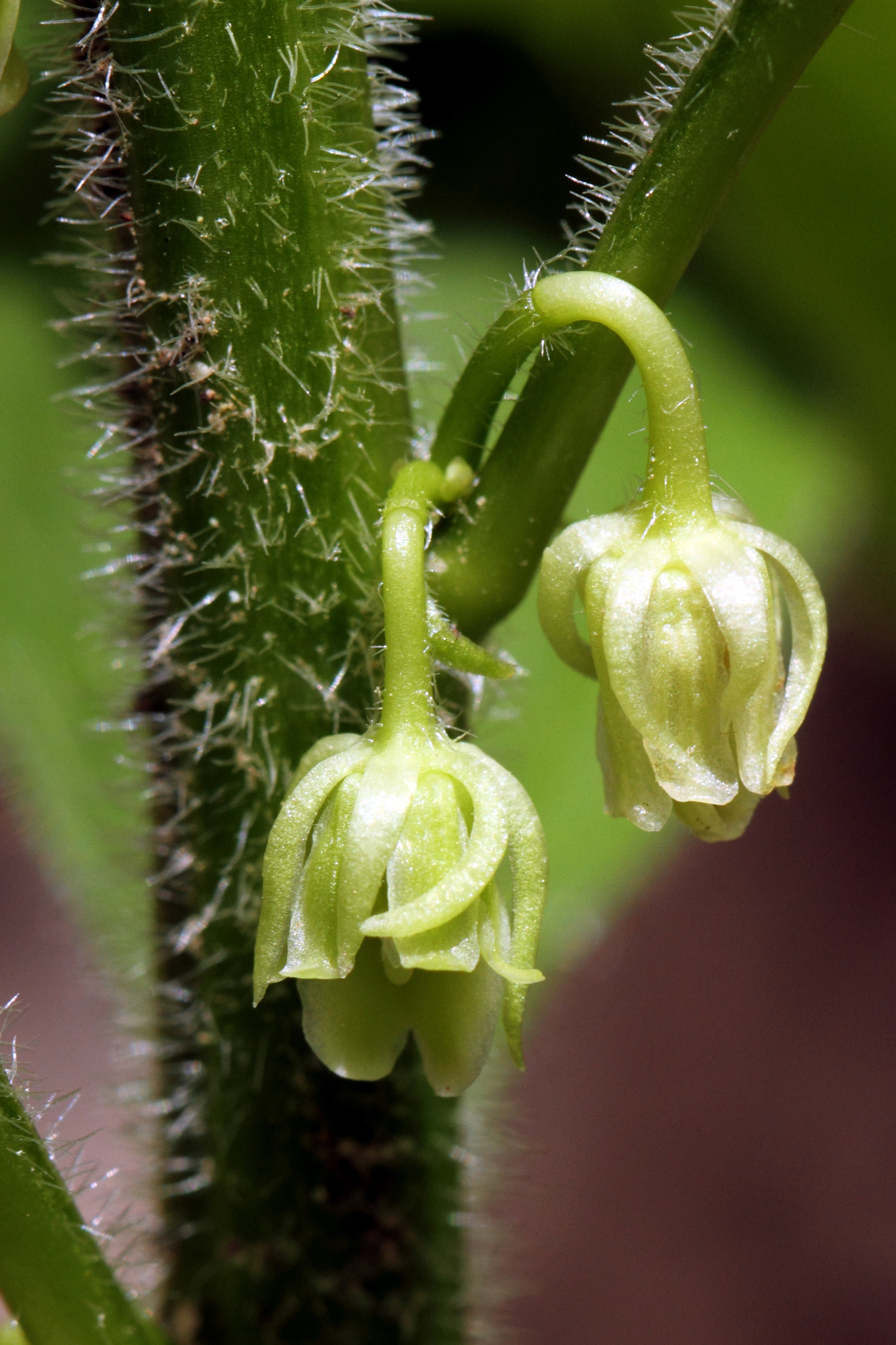 Hybanthus concolor