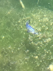 Cyprinodon nevadensis mionectes