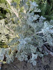 Artemisia pycnocephala
