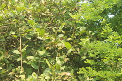 Mimoides phaon phaon