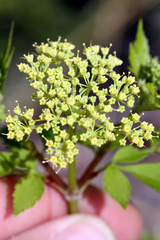 Thaspium chapmanii
