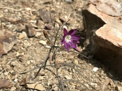 Malesherbia linearifolia