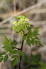 Thaspium chapmanii