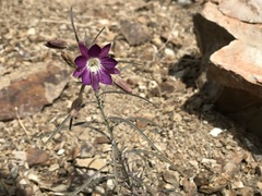Malesherbia linearifolia