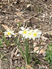Narcissus × incomparabilis