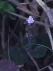 Scutellaria tayloriana