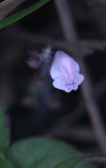 Scutellaria tayloriana