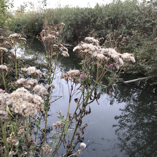 iNaturalist observation photo of marsh fleabane