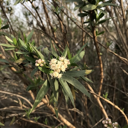 iNaturalist observation photo of mule fat