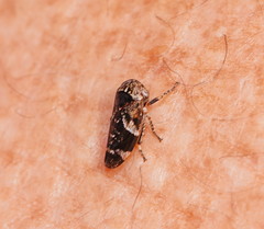 Eurymeloides adspersa