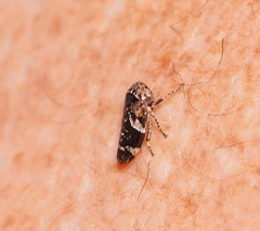 Eurymeloides adspersa