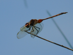 Brachymesia