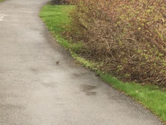 Zonotrichia leucophrys