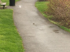 Zonotrichia leucophrys