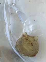 Molgula manhattensis