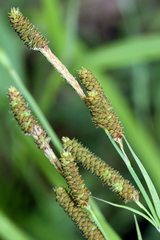 Carex shortiana
