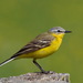 Blue-headed Wagtail - Photo (c) Frebeck, some rights reserved (CC BY-SA)