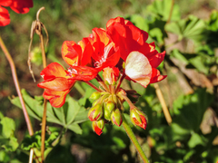 Pelargonium × hybridum