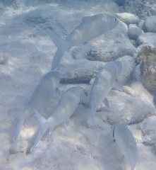 Albulidae