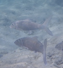 Albulidae