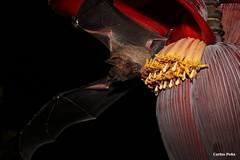 Phyllostomus discolor