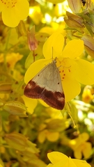 Pyrausta semirubralis