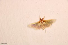 Apilocrocis