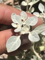 Tidestromia suffruticosa