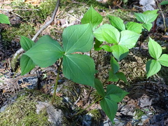 Trillium erectum
