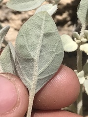 Tidestromia suffruticosa