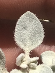 Tidestromia suffruticosa